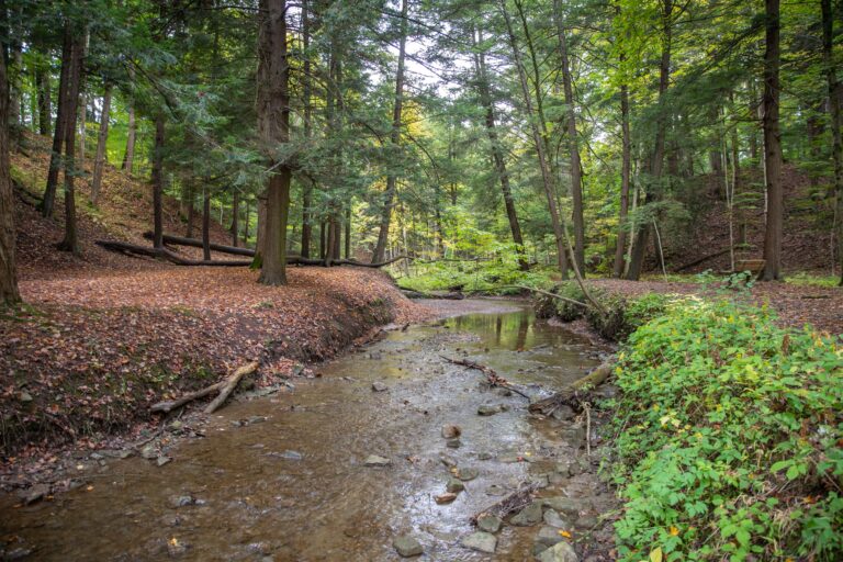 Shallow creek running through a Carolinian forest. Autumnal coloured leaves cover the ground.