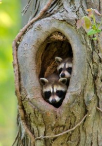 Baby raccoons in a tree hollow