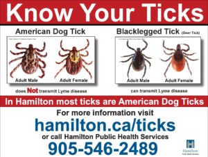 Read more about the article Ticks & Lyme Disease