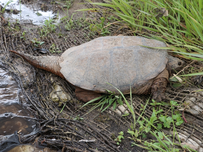 Nature curiosity: Why and how do turtles breathe with their butts