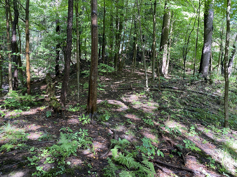 The second wave of earthworm invasions in North America: biology,  environmental impacts, management and control of invasive jumping worms