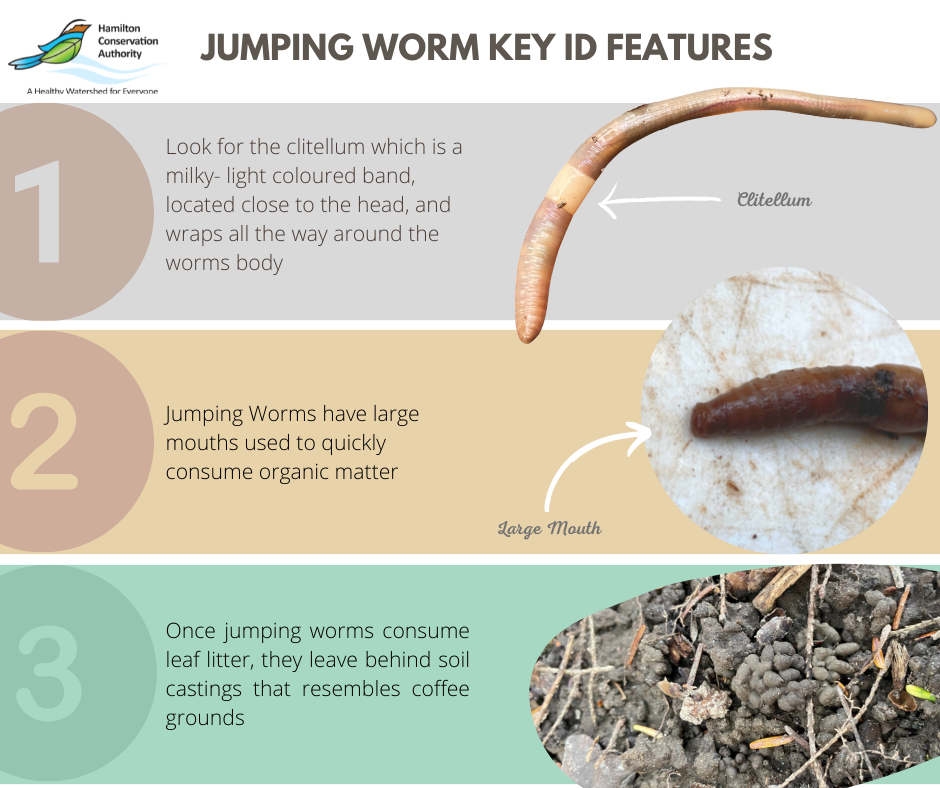 All About Invasive Jumping Worms - Hamilton Conservation Authority