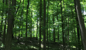 Read more about the article Mindfulness Walk