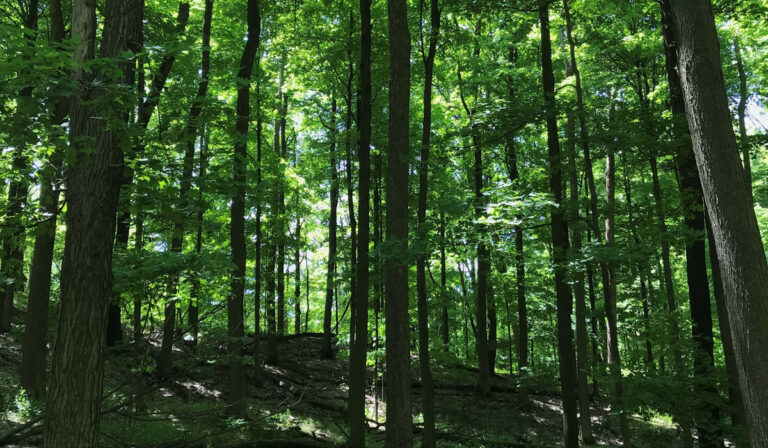 Dundas Valley Trees Summer Blog