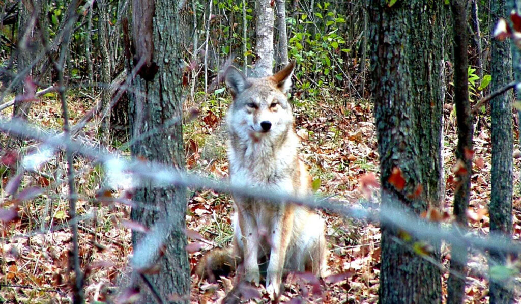 Coyote blog