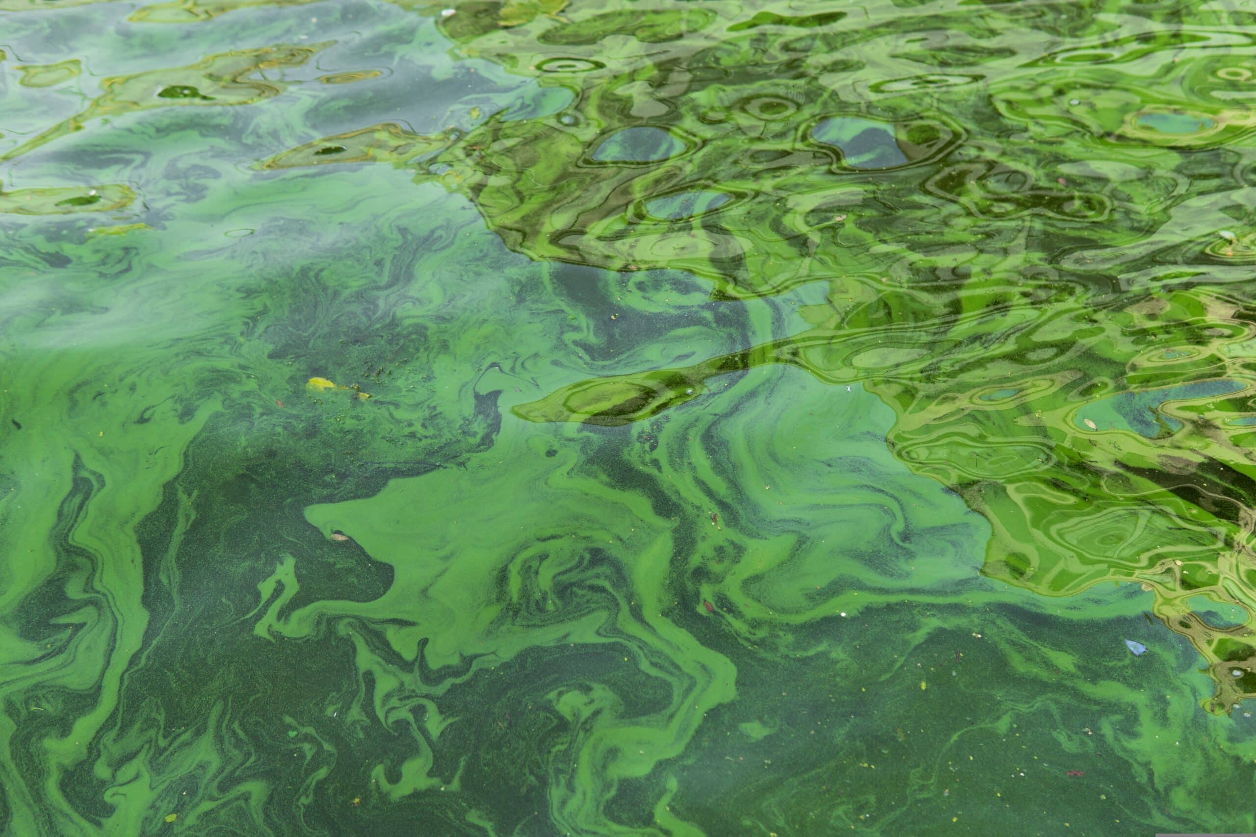Cyanobacteria Blue Green Algae Hamilton Conservation Authority