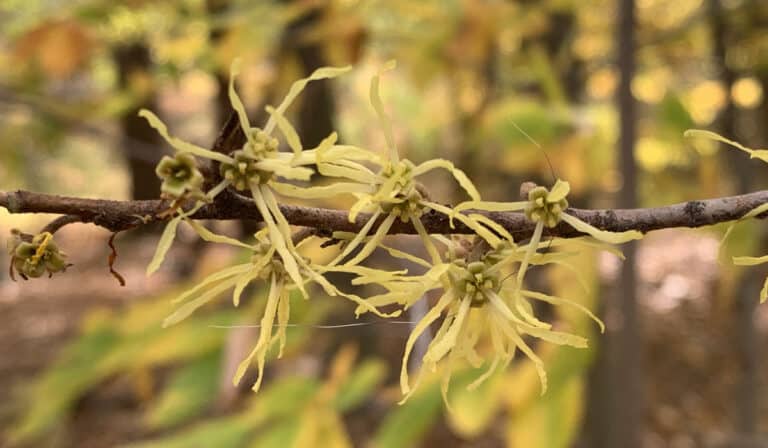 Flowering witch hazel on a branch.
