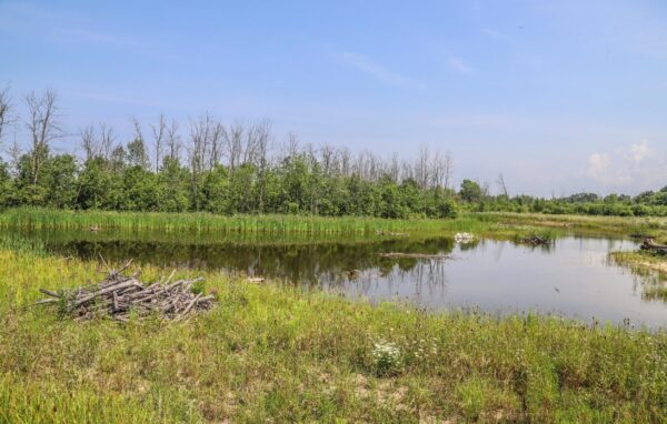 Overlooking the Saltfleet wetland pond in the summer with a tree line behind it.