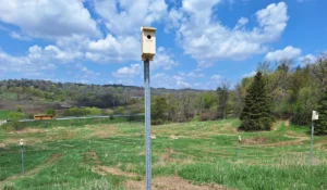 New bird house on a post in a green field. More new birdhouse on posts are in the background, with a blue sky ad white clouds.