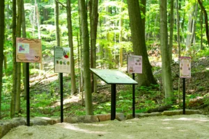 Five interpretive panel signs in a luscious green forest .