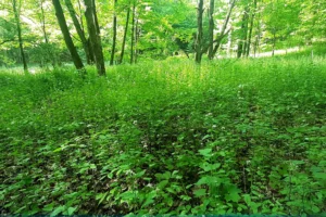 Large patch of garlic mustard in the forest.