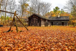 Colourful fall leaves cover the ground with two wood historical buildings in the background.