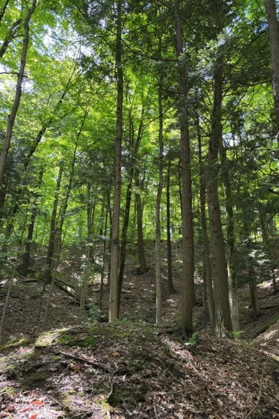 Hemlock Stand in the Dundas Valley Hemlock Stand in the Dundas Valley