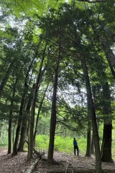 Staff surveying hemlocks in the valley Staff surveying hemlocks in the valley